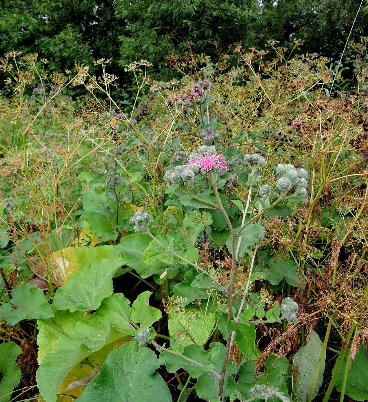 ����� ���������