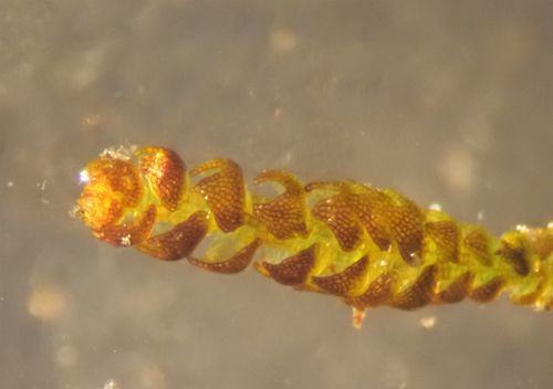 ��������� ��������������