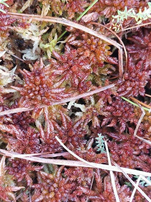 ������� ������������