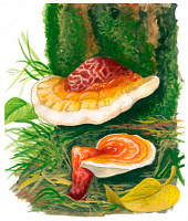 �������� ������������