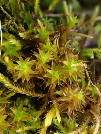 ��������� ����������