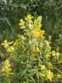 �������� ������