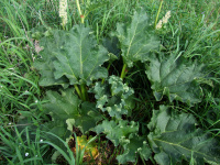 ������ ������������