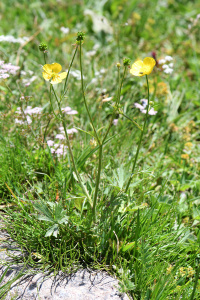 ����� ��������������