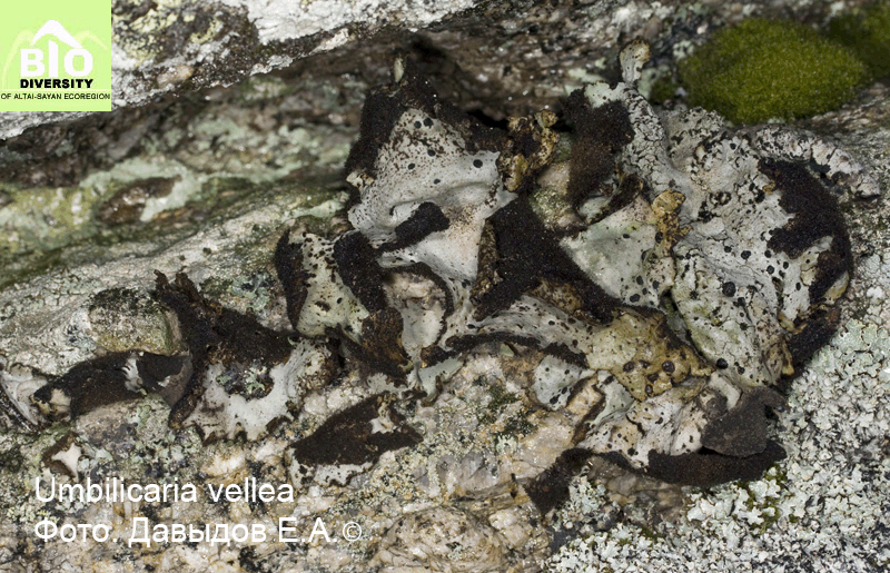 ����������� ����������, �������� ����������