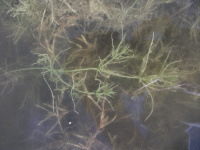 ���� ����������