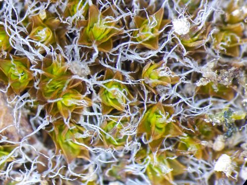 ��������� ������������