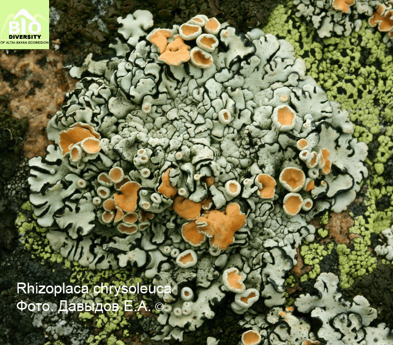 ��������� ���������-�����, ������������� ���������-�����, ������������� ���������