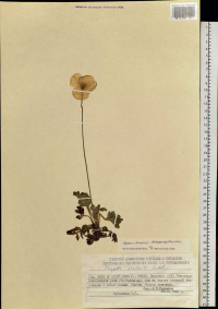 ��� ��������