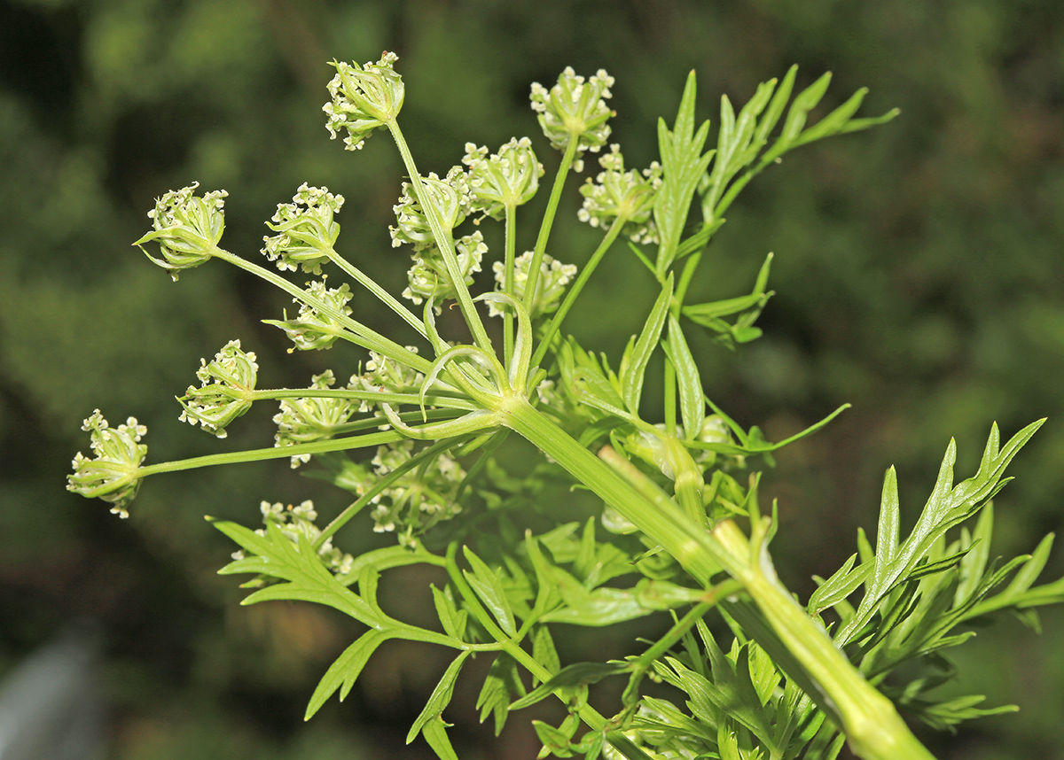 ������� ��������