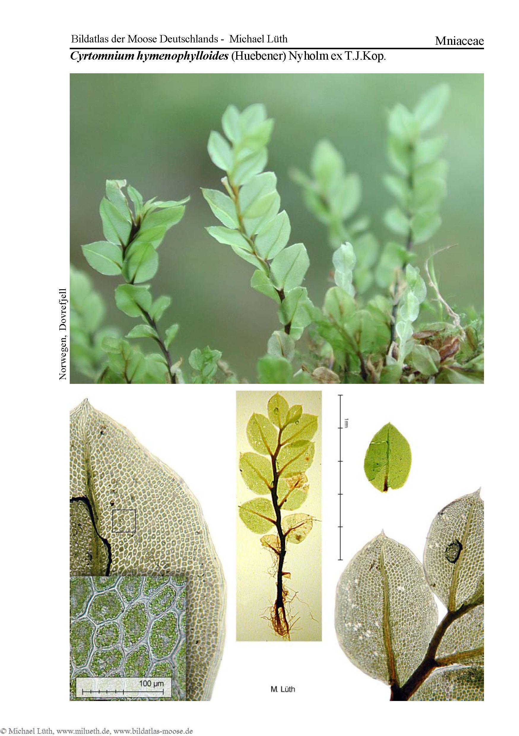 ���������� ����������������