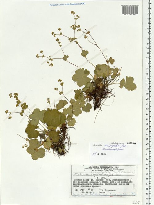 �������� ���������������