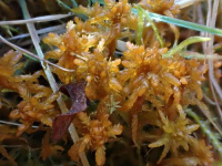 ������� ���������