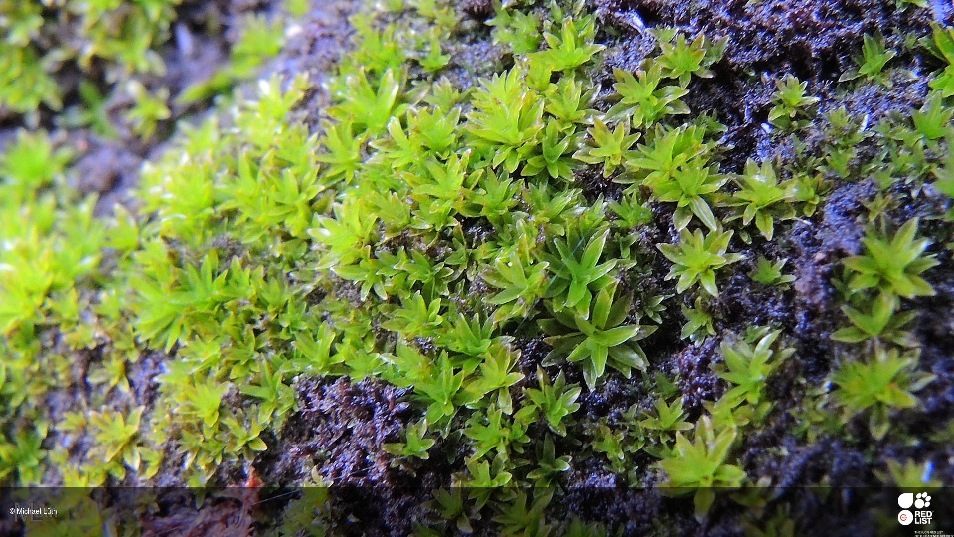 ����������� ���������