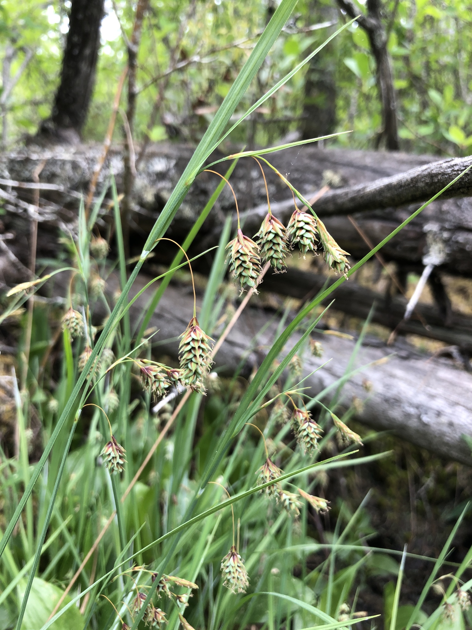 ����� ����������