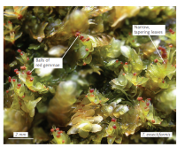 ���������� ����������