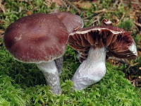 ��������� �������������