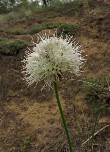 ��� �����������