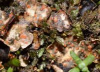 ���������� ��������