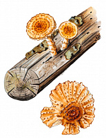 ����������� �����������, �������� ���������