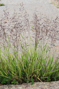 �������� ����������