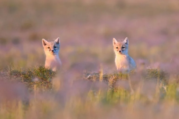 ���������� ��������