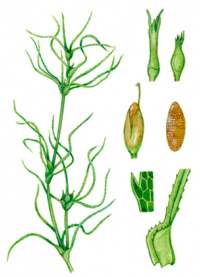 ����� ������ (�������� ������)