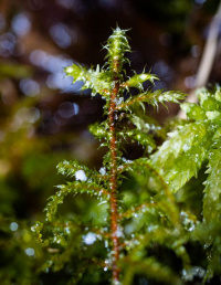 ����������� �������������