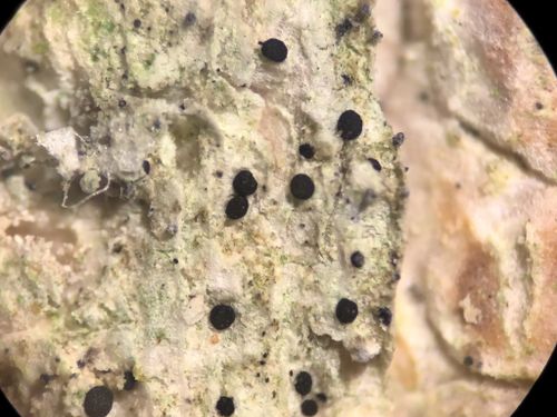 ������������ ������������