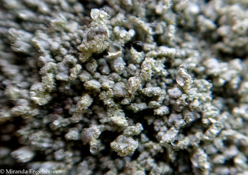 ������������ ����������