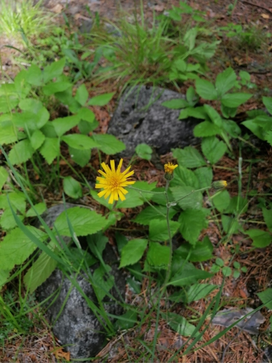 ���������� ��������