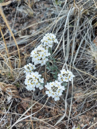 ������ ������������