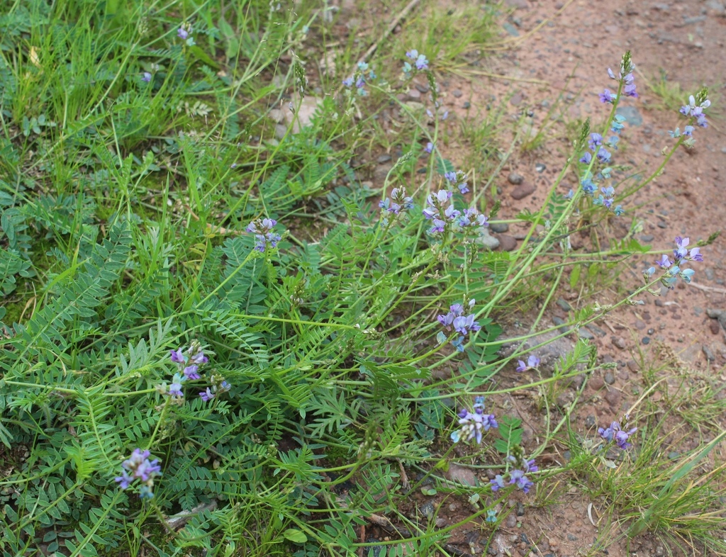 ������������� �����