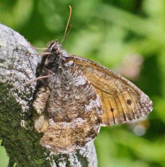 ����� �����