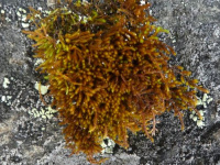 ��������������� ��������