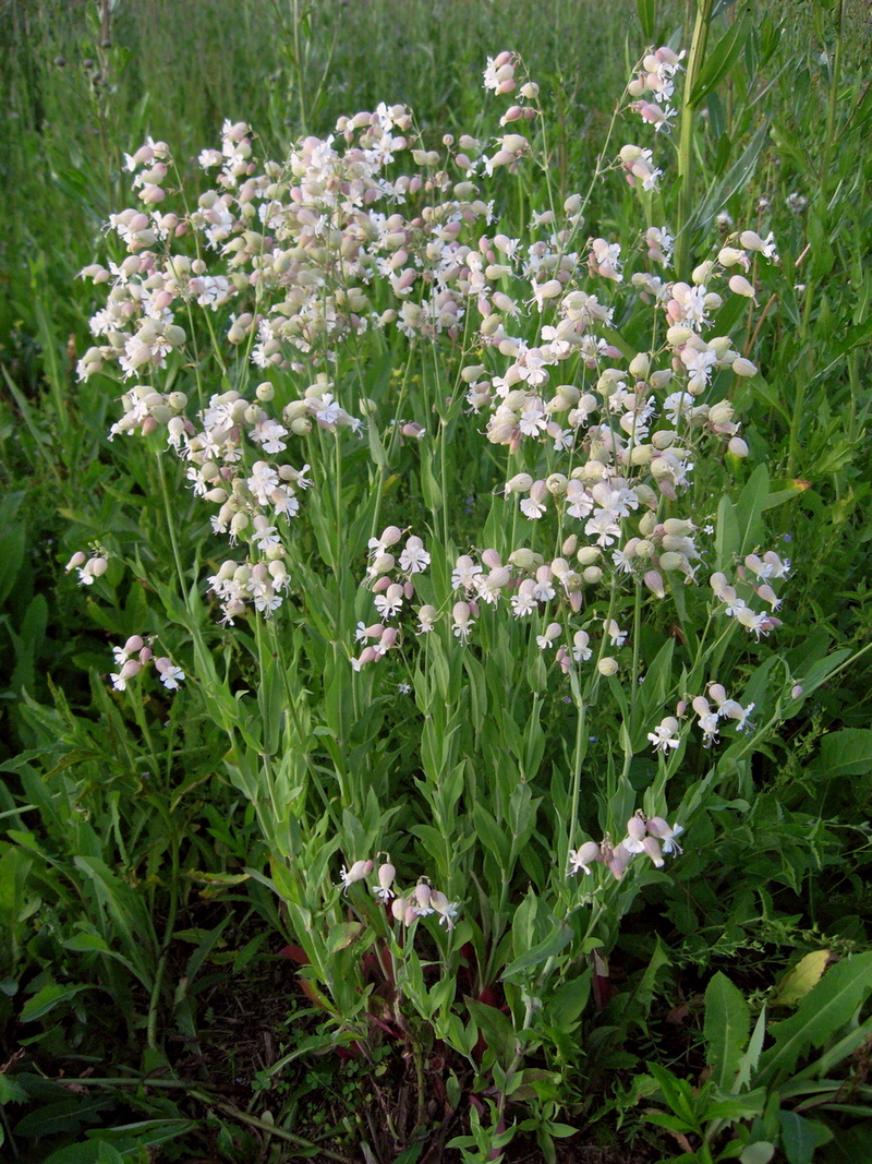 �������� ������������