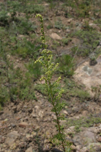 ������ ��������