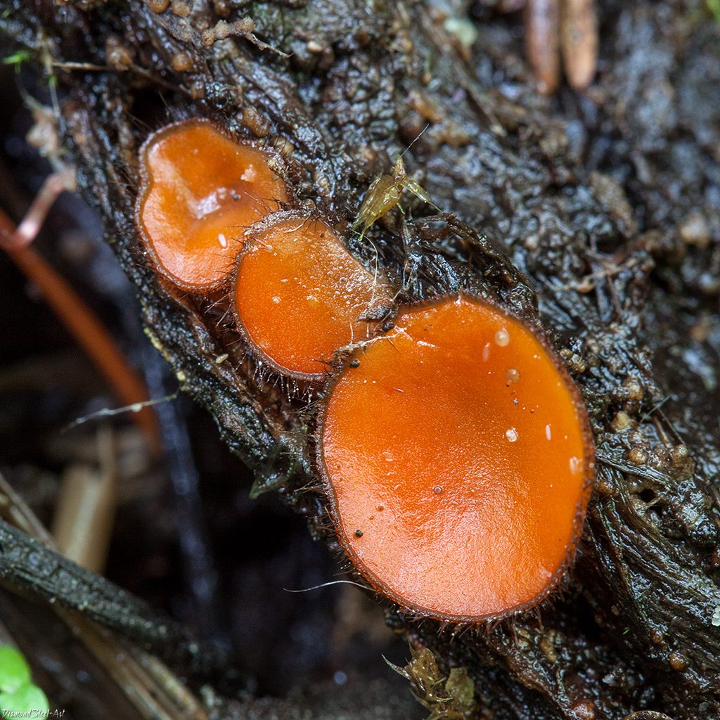 ���������� ����������