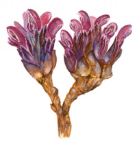 ����������� �������