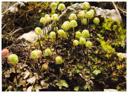 ������ ���������