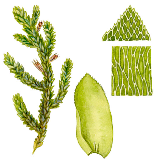 ������ ��������