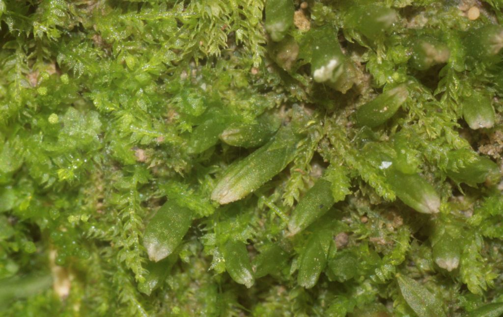 ����������� �����