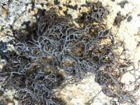 ���������� ���������, ���������� ��������