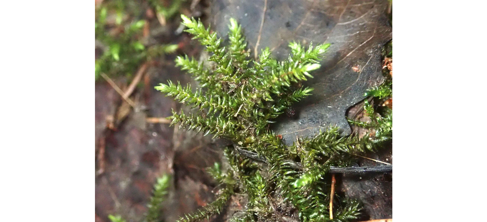 ������������ ������