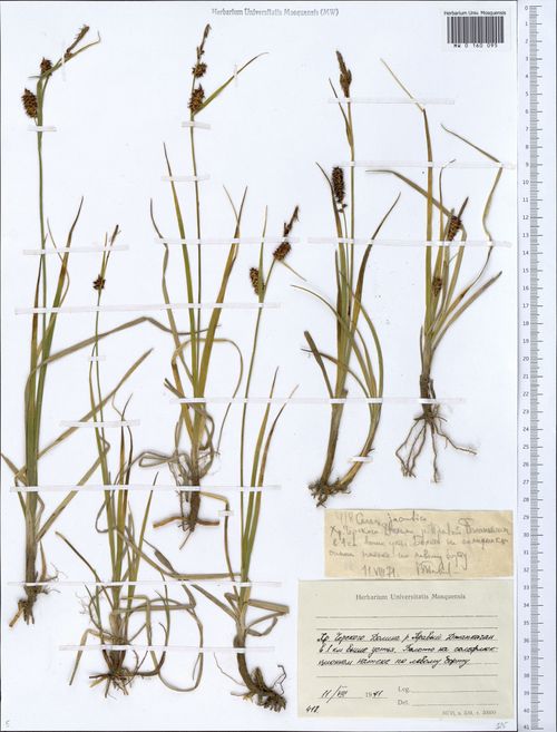 ����� ��������