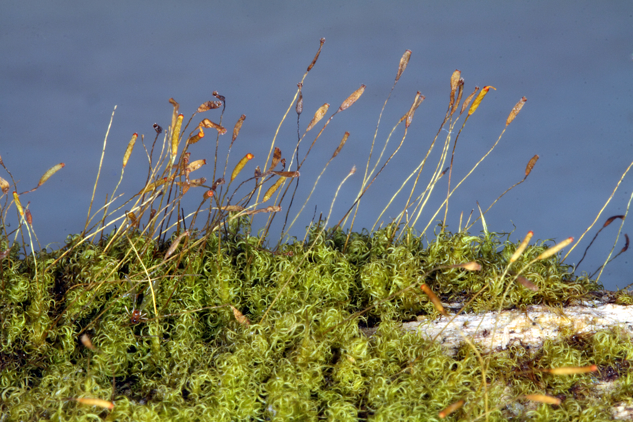 ����������� �����������