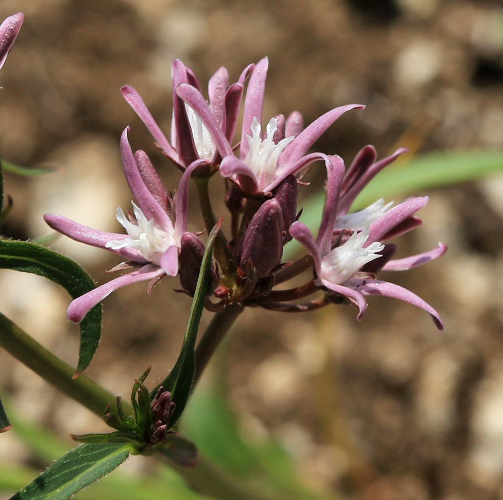 ��������� ���������