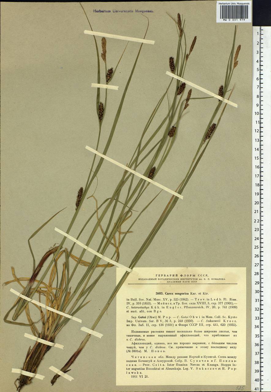 ����� ����