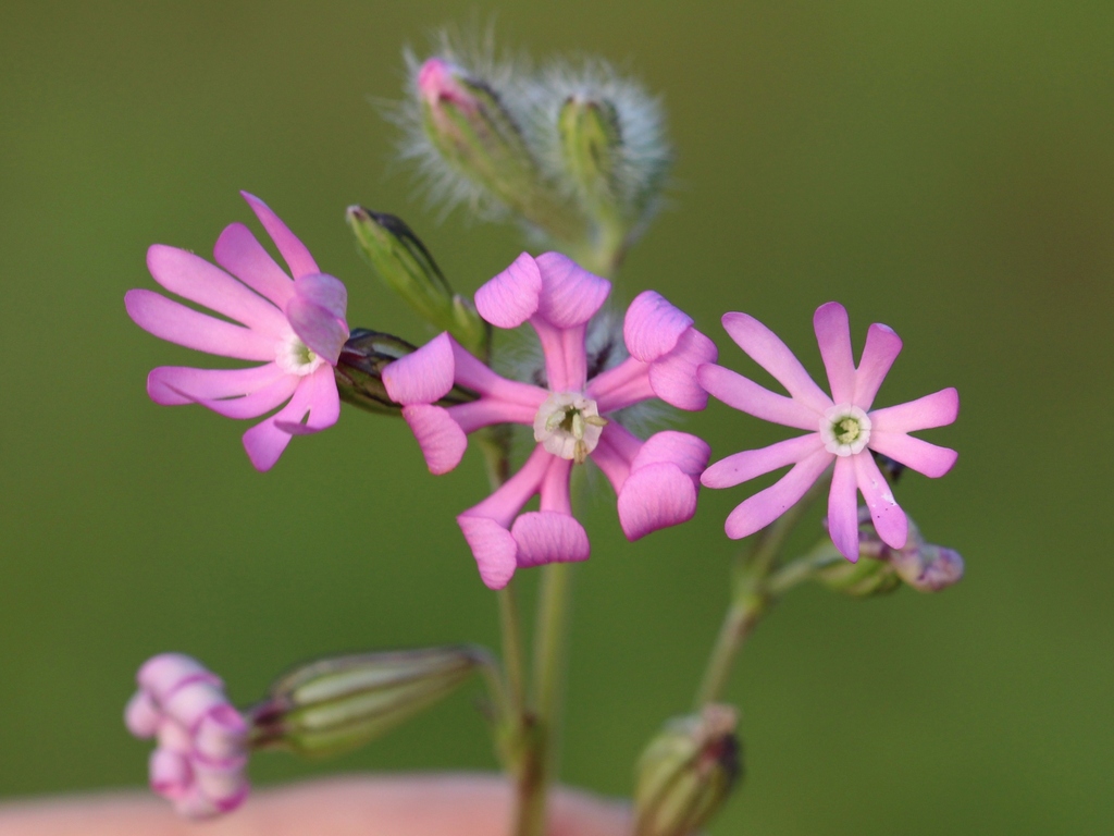 �������� ��������