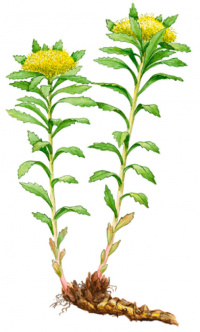 ������� ������������������